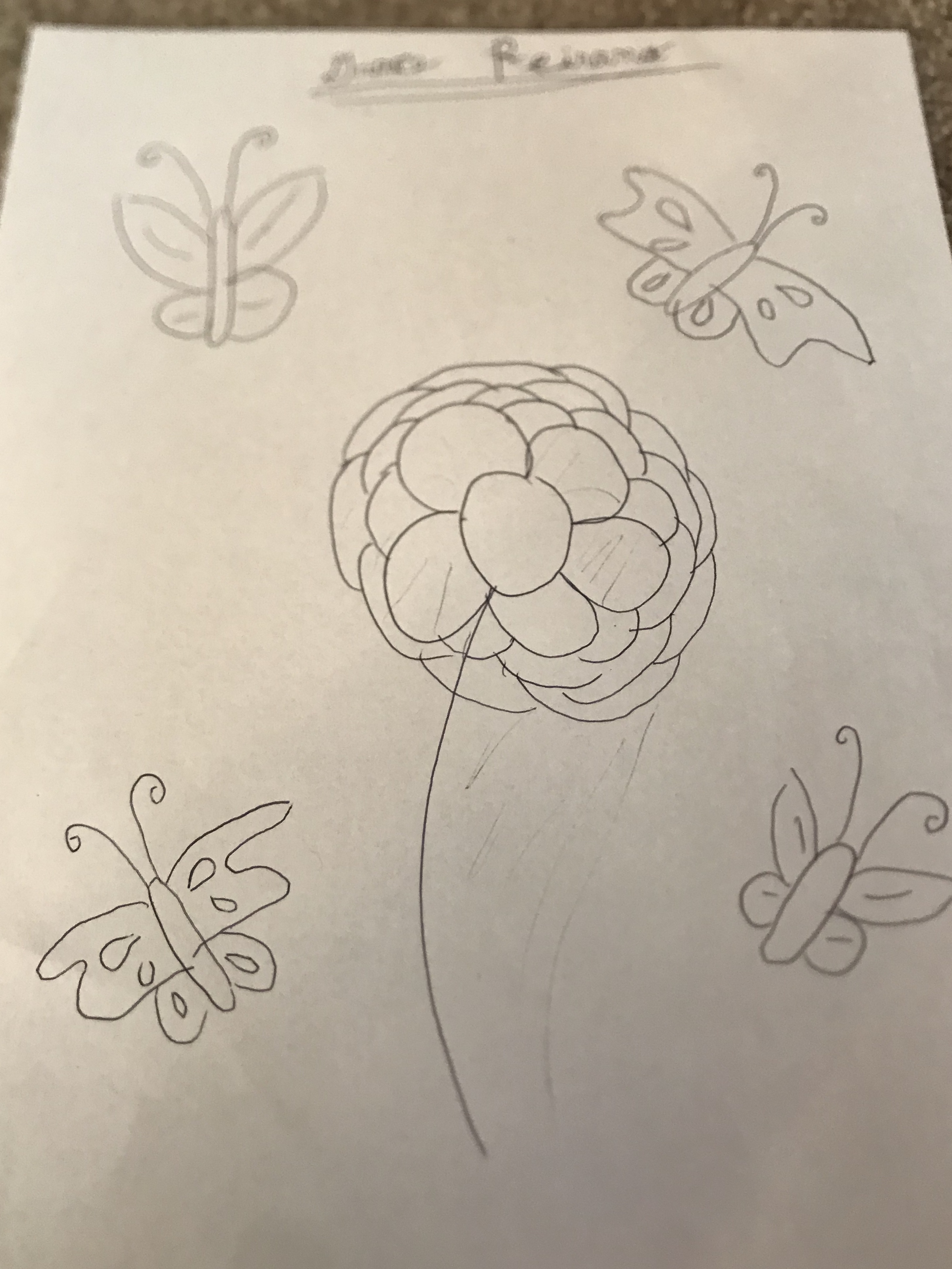 flower drawing by Grace Pierano, pencil